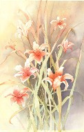 Watercolor - Tigerlily