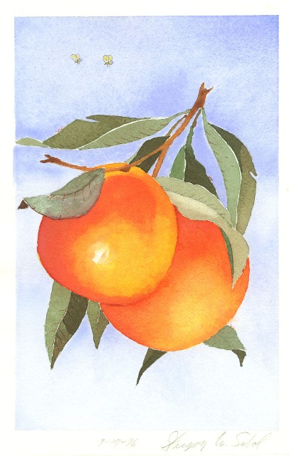 Watercolor - Peaches
